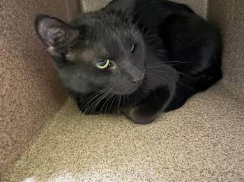 Domestic Short Hair Cats Available for Adoption in Pueblo, Colorado - SPADE | PetCurious