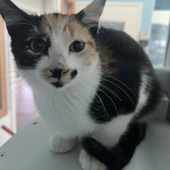 Toffee -  Domestic Short Hair Cat for Adoption in Long Beach, California - Toffee | PetCurious