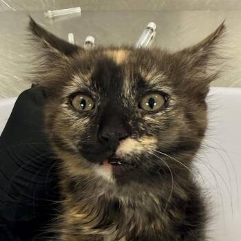 Domestic Short Hair Cats Available for Adoption in Las Cruces, New Mexico - Sage | PetCurious