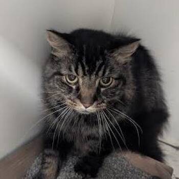 Sherman -  Domestic Long Hair Cat for Adoption in Jeffersonville, Indiana - Sherman | PetCurious