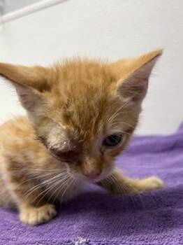 Serrano -  Domestic Short Hair Cat for Adoption in West Chester, Pennsylvania - Serrano | PetCurious