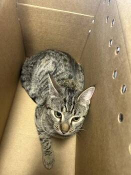Domestic Short Hair Cats Available for Adoption in West Chester, Pennsylvania - Dina | PetCurious