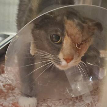 Firefly -  Domestic Short Hair Cat for Adoption in Asheville, North Carolina - Firefly | PetCurious