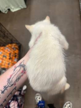 Extra -  American Bobtail Cat for Adoption in Douglasville, Georgia - Extra | PetCurious