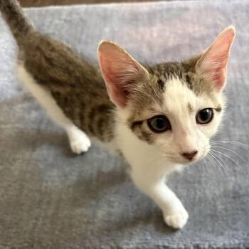 Fizzi -  Domestic Short Hair Cat for Adoption in Ashland, Virginia - Fizzi | PetCurious