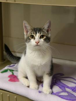 Creme Brulee -  Domestic Short Hair Cat for Adoption in Fairhope, Alabama - Creme Brulee | PetCurious