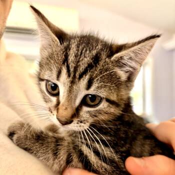 Rescue Domestic Long Hair Cats for Adoption in Bel Air, Maryland - Tater | PetCurious