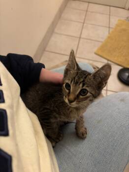 Rescue Domestic Short Hair Cats for Adoption in Buford, Georgia - Tickles | PetCurious