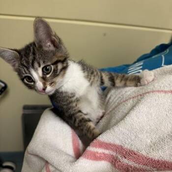 Domestic Short Hair Cats Available for Adoption in Richmond, Virginia - Ariana | PetCurious