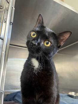 Rescue Domestic Short Hair Cats for Adoption in Hilton Head Island, South Carolina - JiJi | PetCurious