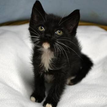 Kelly -  Domestic Short Hair Cat for Adoption in Beaumont, Texas - Kelly | PetCurious