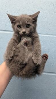 Regina -  Domestic Short Hair Cat for Adoption in Evansville, Indiana - Regina | PetCurious