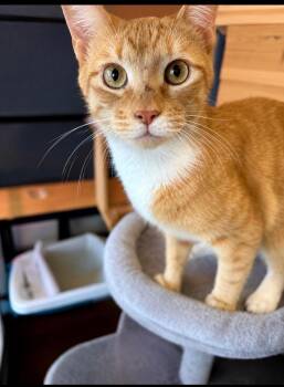Archie -  Domestic Short Hair Cat for Adoption in Boca Raton, Florida - Archie | PetCurious