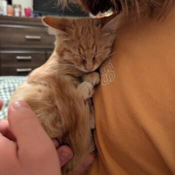 Rescue Domestic Short Hair Cats for Adoption in Columbia, Missouri - Yammy | PetCurious