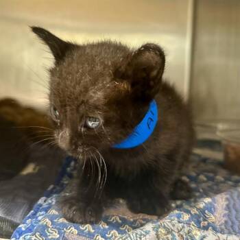 SETH -  Domestic Short Hair Cat for Adoption in Riverside, California - SETH | PetCurious