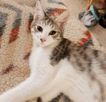 Rescue Tabby Cats for Adoption in Philadelphia, Pennsylvania - Boots | PetCurious