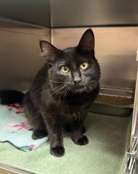 Hiccup -  Domestic Medium Hair Cat for Adoption in Black Eagle, Montana - Hiccup | PetCurious