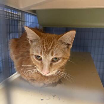 Domestic Short Hair Cats Available for Adoption - Nala | PetCurious