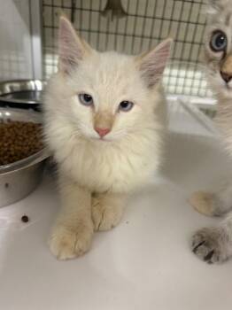 Frost -  Domestic Long Hair Cat for Adoption in Greensburg, Indiana - Frost | PetCurious