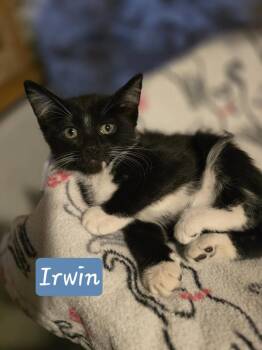 Domestic Short Hair Cats Available for Adoption in Metamora, Illinois - Irwin | PetCurious