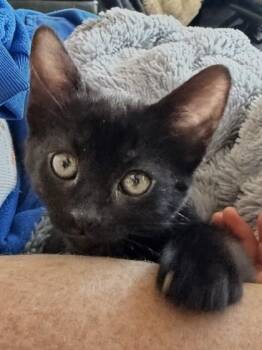 Kitty -  Domestic Short Hair Cat Available for Adoption in Santa Cruz, California - Kitty | PetCurious