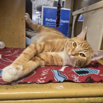 Domestic Short Hair Cats Available for Adoption in Warr Acres, Oklahoma - Cutie | PetCurious