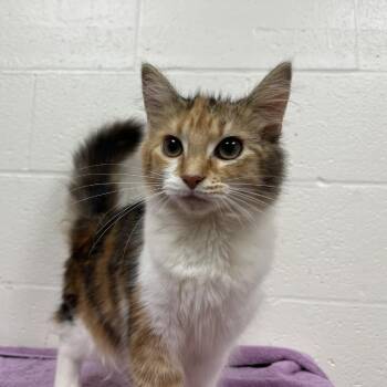 SVAS-Stray-39408 -  Domestic Medium Hair Cat for Adoption in Lyndhurst, Virginia - SVAS-Stray-39408 | PetCurious