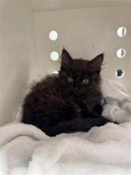 JASPER -  Domestic Medium Hair Cat for Adoption in Ontario, California - JASPER | PetCurious