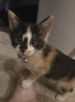 Snickers -  Domestic Short Hair Cat for Adoption in Cleveland, Ohio - Snickers | PetCurious