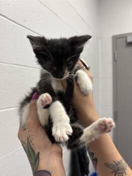 DELPHINE -  Domestic Short Hair Cat for Adoption in Indianapolis, Indiana - DELPHINE | PetCurious