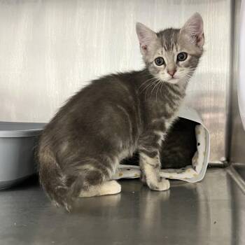 Valley -  Domestic Short Hair Cat for Adoption in Oneonta, New York - Valley | PetCurious