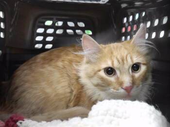 Domestic Long Hair and Domestic Short Hair Cats Available for Adoption in Omaha, Nebraska - CHEESECAKE | PetCurious