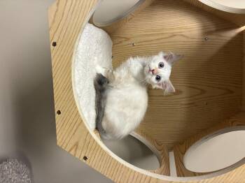 Ellie -  Siamese Cat for Adoption in San Tan Valley, Arizona - Ellie | PetCurious