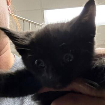 Honeydew - 081206U -  Domestic Medium Hair Cat for Adoption in Tupelo, Mississippi - Honeydew - 081206U | PetCurious