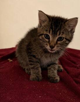 Presley -  Domestic Short Hair Cat for Adoption in Columbia, Tennessee - Presley | PetCurious