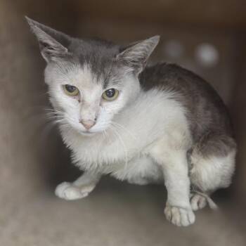 Lee -  Domestic Short Hair Cat for Adoption in Philadelphia, Pennsylvania - Lee | PetCurious
