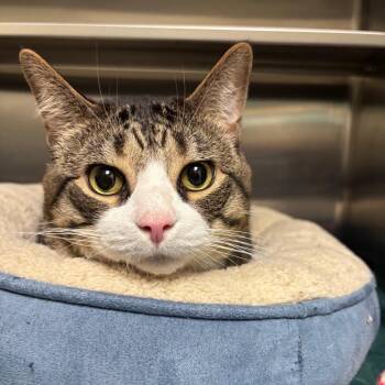 Tidden -  Domestic Short Hair Cat for Adoption in South Burlington, Vermont - Tidden | PetCurious