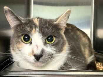 GINGER SNAP -  Domestic Short Hair Cat for Adoption in Santa Rosa, California - GINGER SNAP | PetCurious