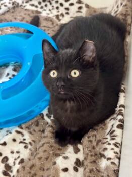 Rescue Domestic Short Hair Cats for Adoption in Fort Collins, Colorado - Ione | PetCurious