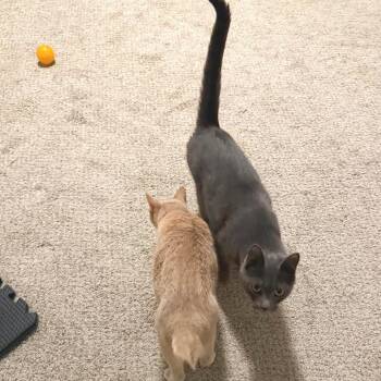Adam -  Domestic Short Hair Cat for Adoption in Huntsville, Alabama - Adam | PetCurious