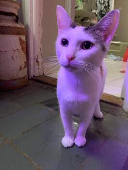 Rescue Domestic Short Hair Cats for Adoption in Jersey City, New Jersey - Julie | PetCurious