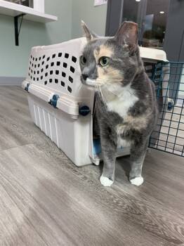 Rescue Domestic Short Hair Cats for Adoption in Westminster, Maryland - MARBLE | PetCurious