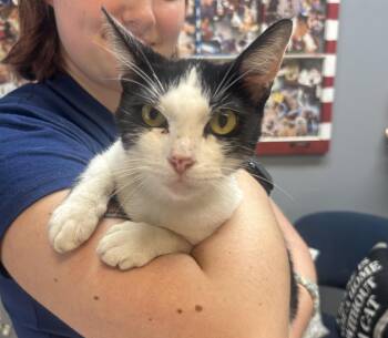 Pikachu -  Domestic Short Hair Cat for Adoption in Dyersburg, Tennessee - Pikachu | PetCurious