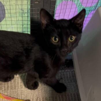 Rescue Domestic Short Hair Cats for Adoption in Antioch, California - Grasshopper | PetCurious