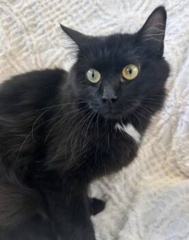 Rescue Domestic Short Hair Cats for Adoption in Lagrange, Indiana - Kiwi | PetCurious
