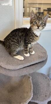 Garbanzo Bean -  Domestic Short Hair Cat for Adoption in Venice, Florida - Garbanzo Bean | PetCurious