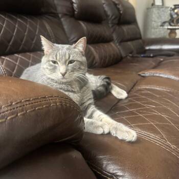 Domestic Medium Hair Cats Available for Adoption in South Elgin, Illinois - Polo - Home To Home | PetCurious