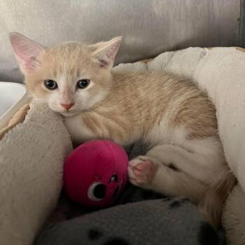 Silas (RKJK2) -  Domestic Short Hair Cat for Adoption in Edwardsville, Illinois - Silas (RKJK2) | PetCurious