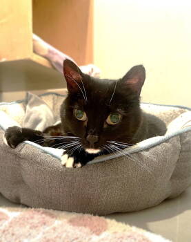 Rescue Domestic Short Hair Cats for Adoption in Oakland, California - Mina | PetCurious