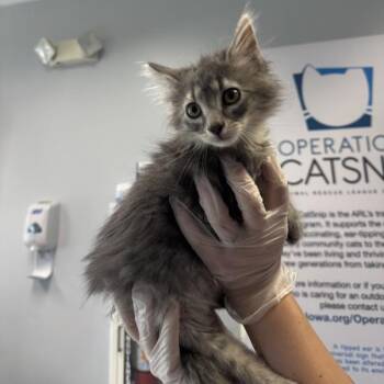 Stark -  Domestic Long Hair Cat for Adoption in Des Moines, Iowa - Stark | PetCurious